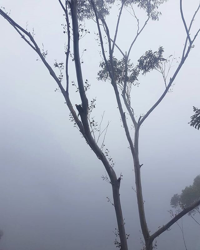 Fresh air wanderings 
#bluemountains #naturephotography #gandangarracountry