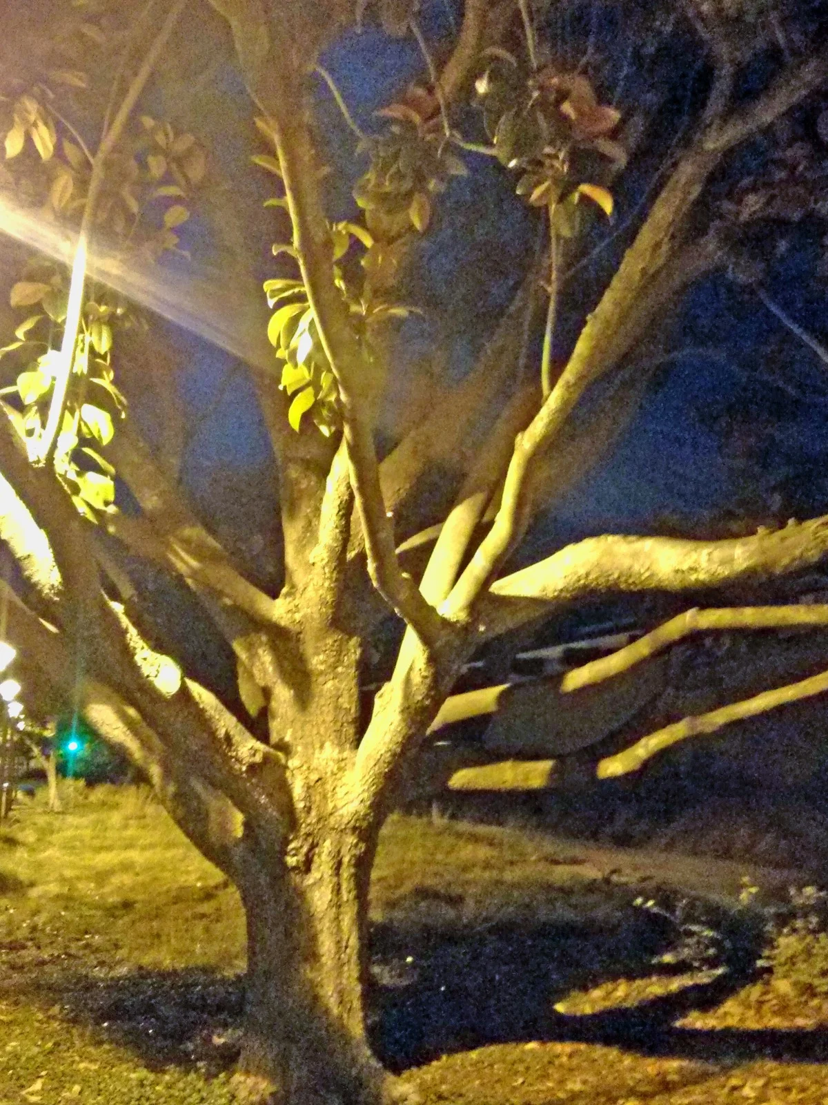 night tree 1