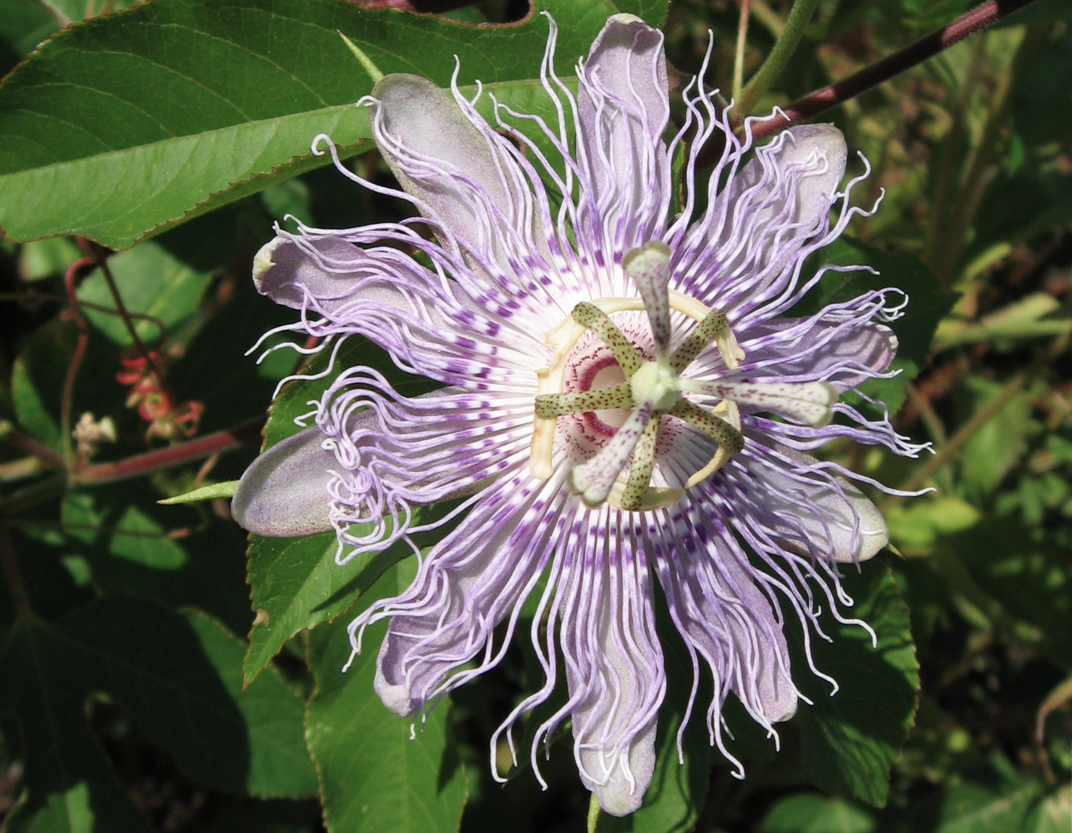 passiflora_crop.png