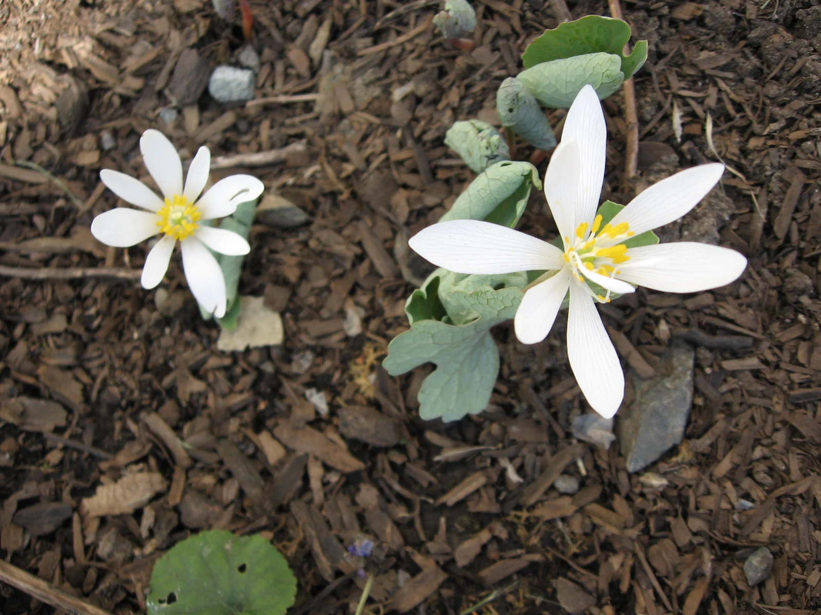 Monthly Plant Meditation
