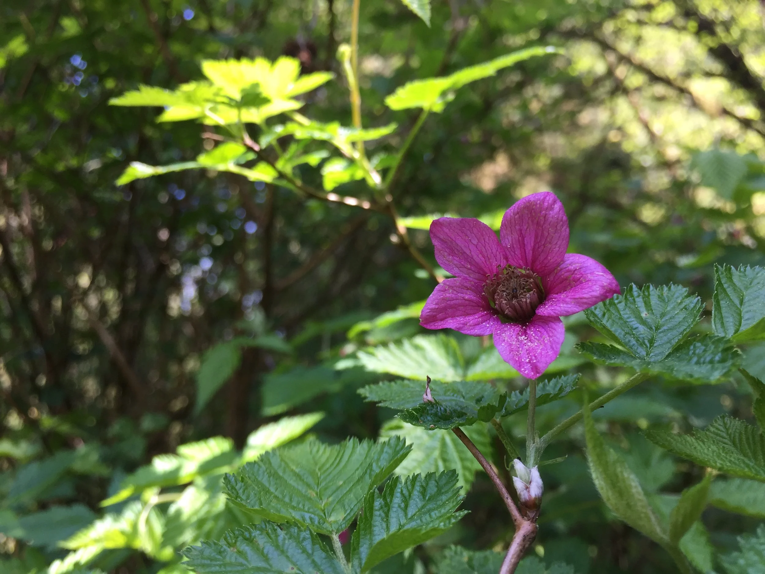 Monthly Plant Meditation