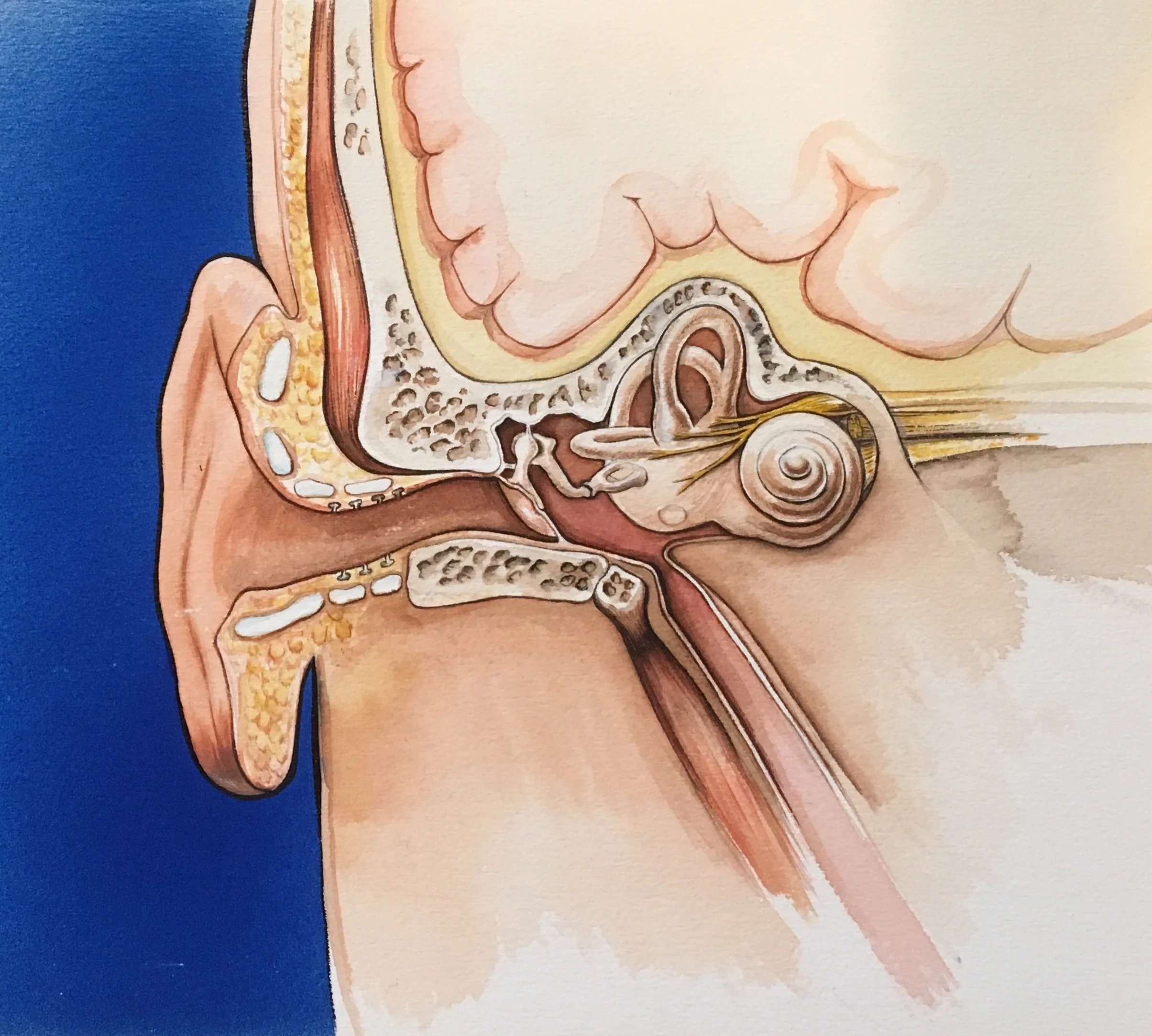 The Ear