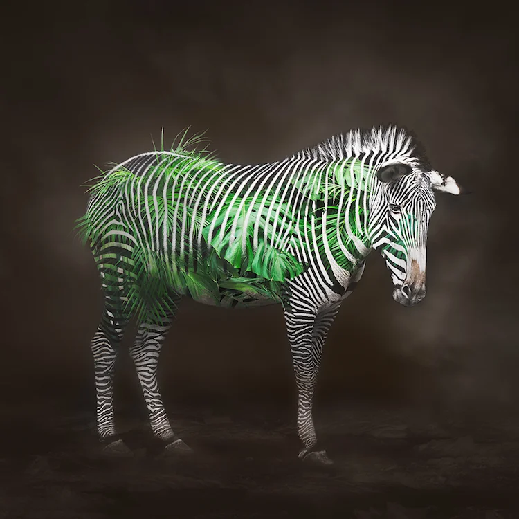 Title: Zebra - Life Circulation. Created in Japan 2018. Digitally enhanced. ©️SENSEGRAPHIA / Eriko Kaniwa all rights reserved.