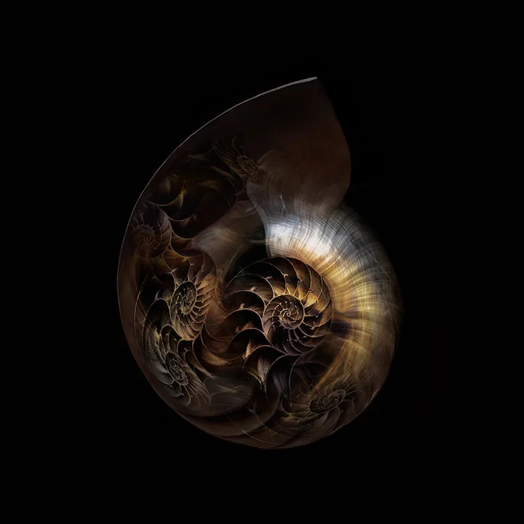 Title: Nautilus Universe. Created in Japan 2018. Digitally enhanced photographic art work. ©️SENSEGRAPHIA / Eriko Kaniwa all rights reserved.