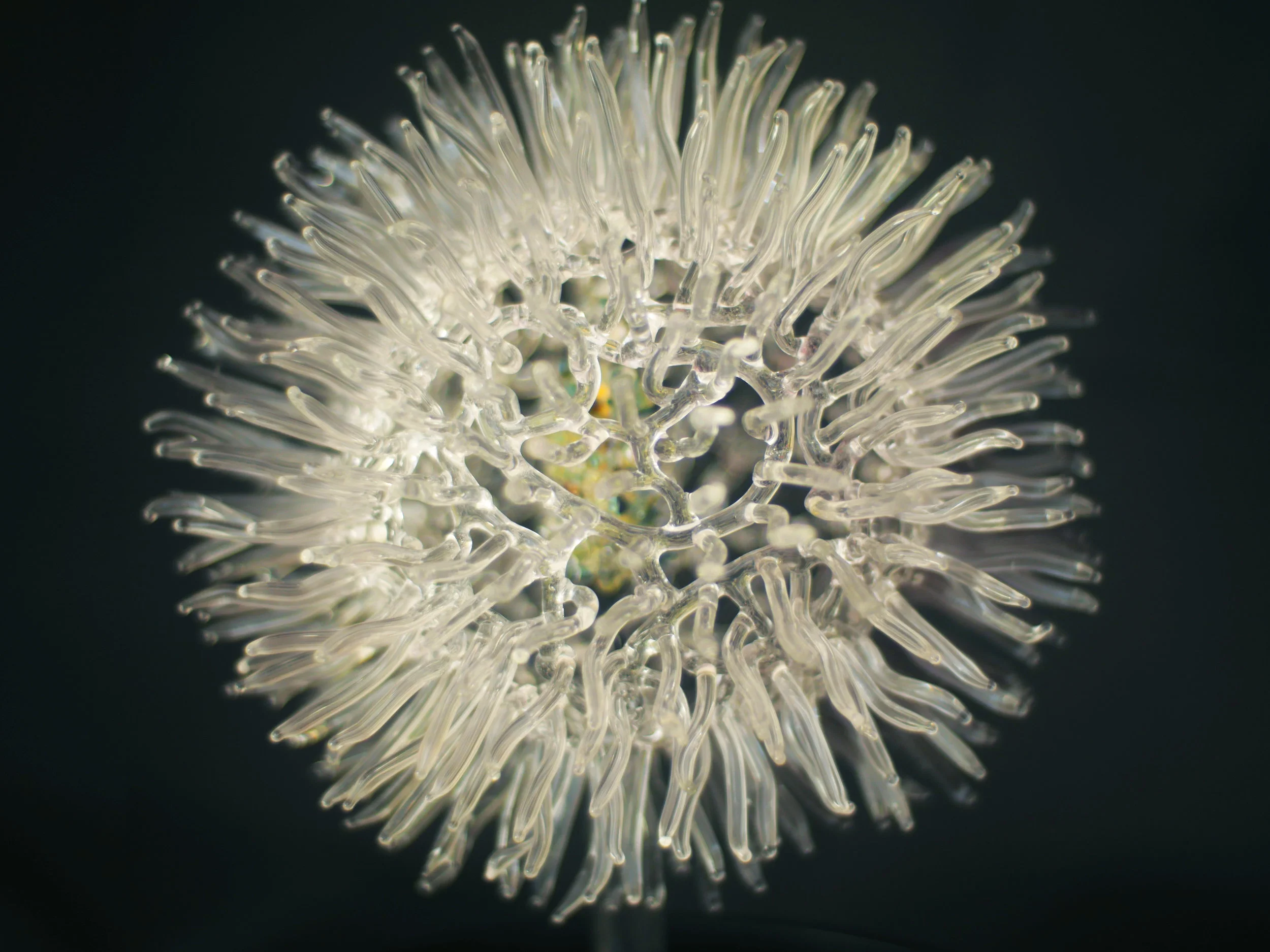 Angel Virus