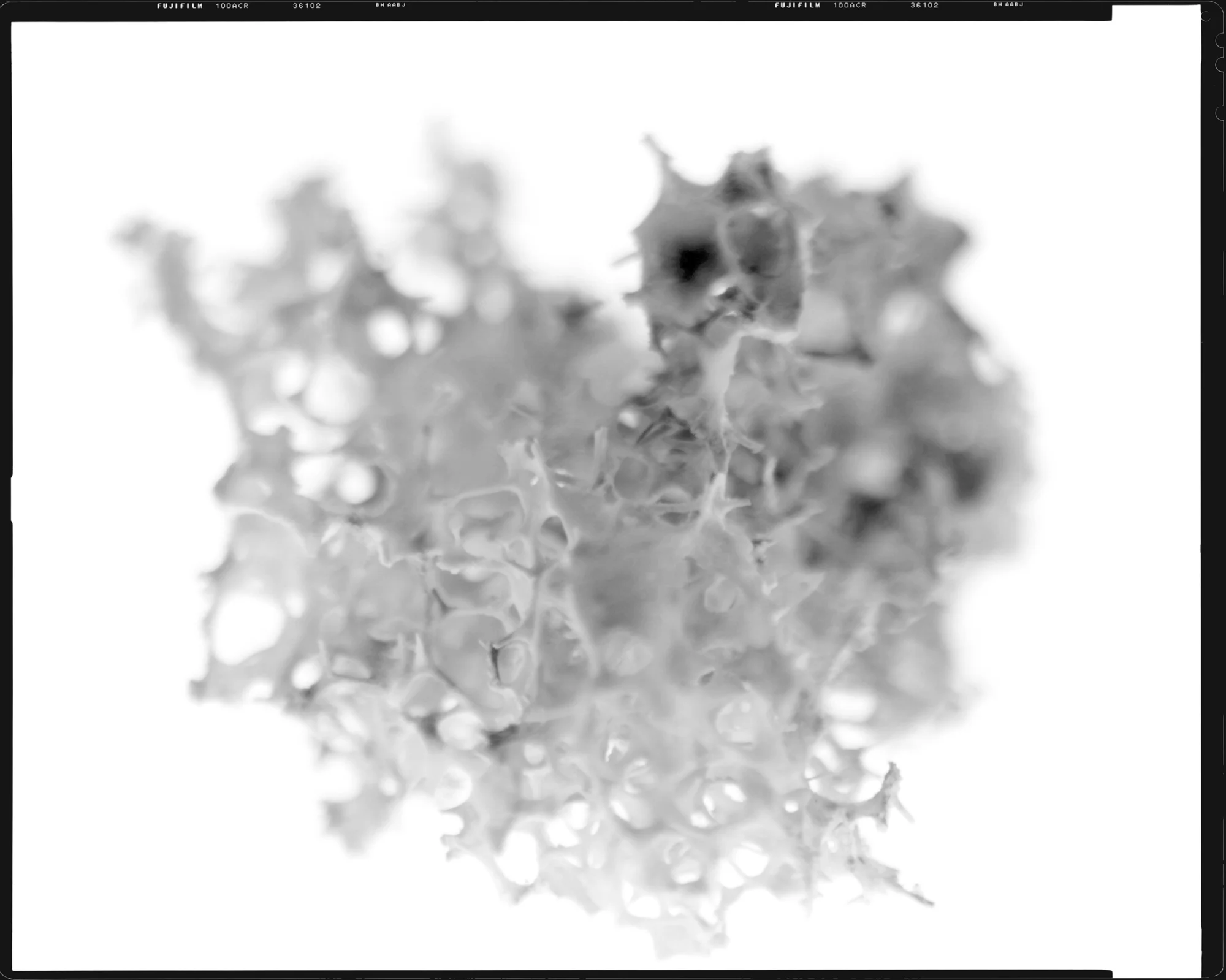 MAKOTU NAKAGAWA  |  Japan