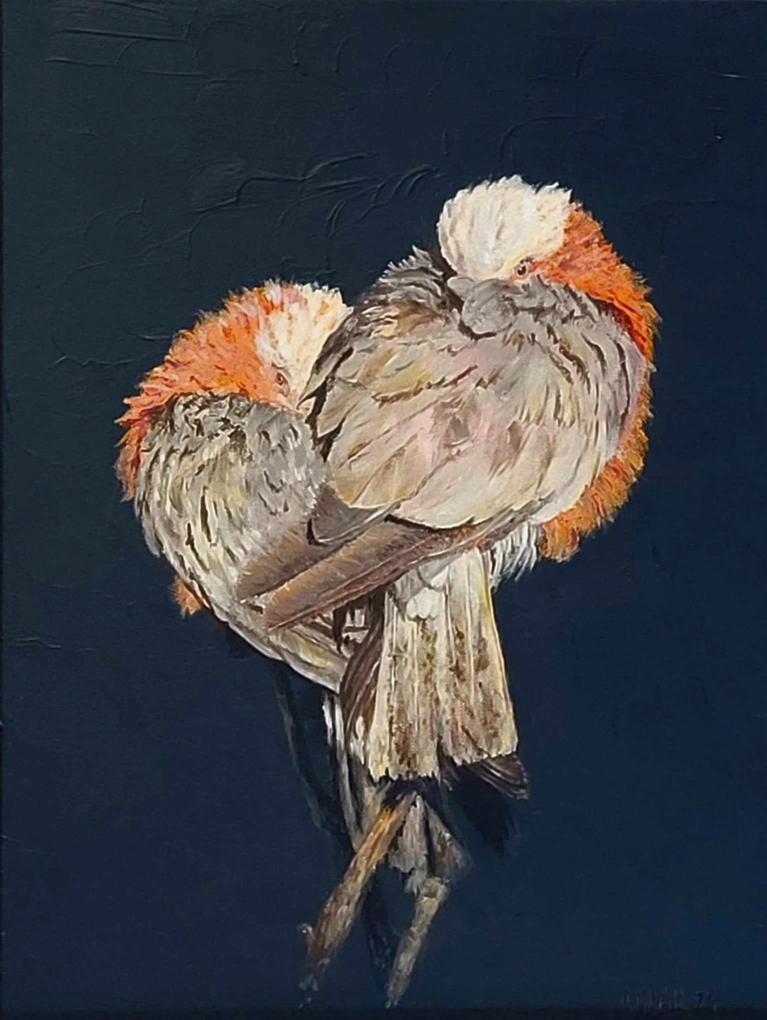 Love at Sunset - Galahs