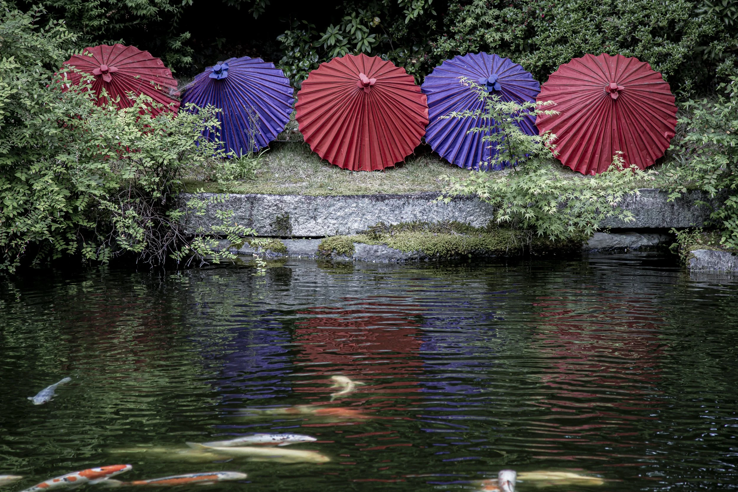 Japanese Garden and Wagasa Umbrella