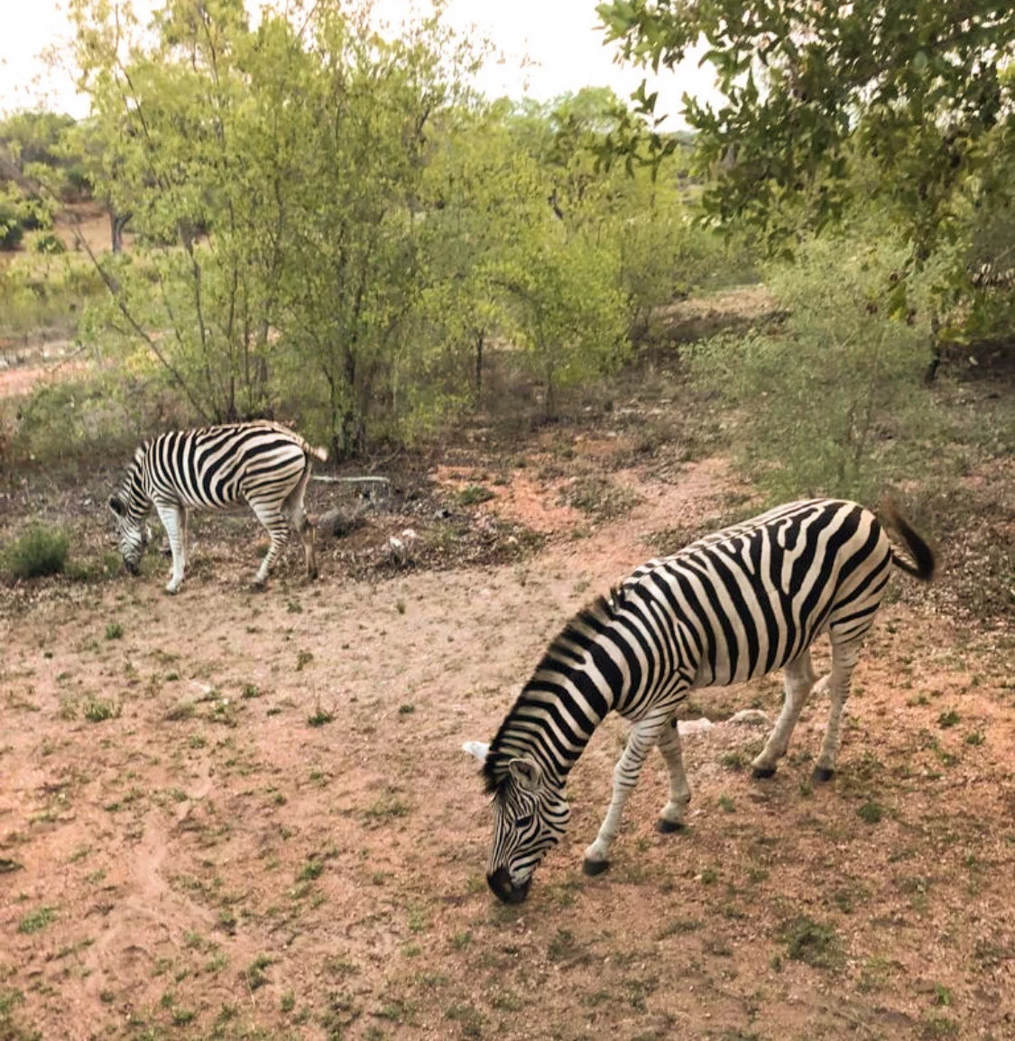 Visitors on our yard
