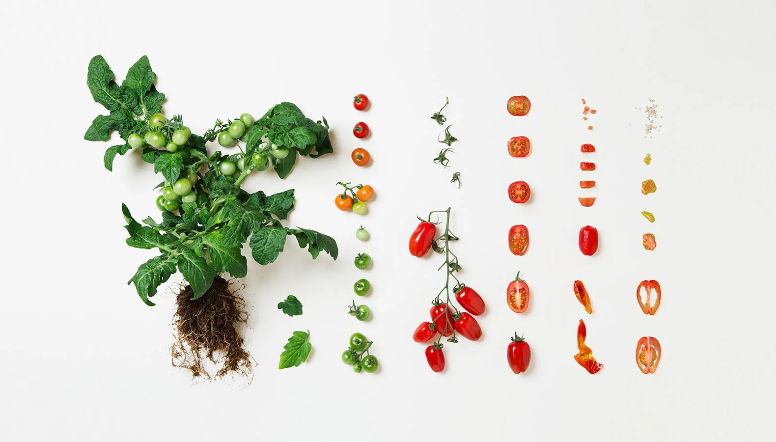 Tomatplante_2-1.jpg