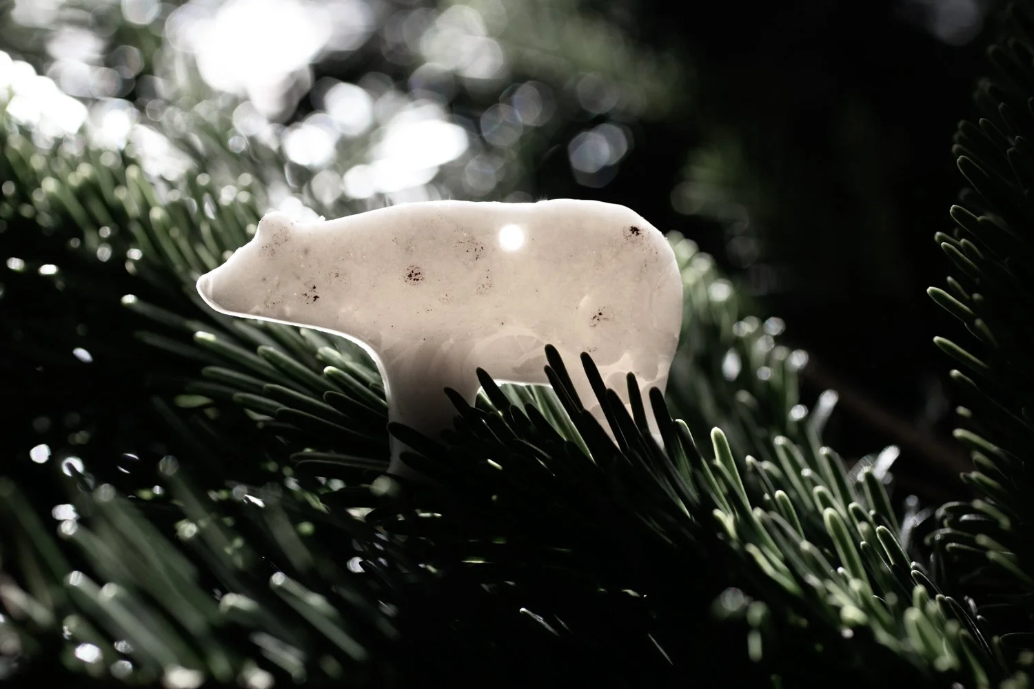 Bear in tree L 1 web.jpg