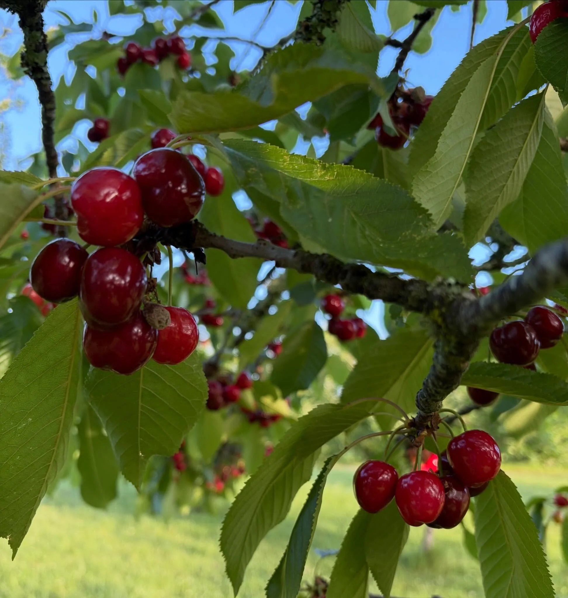 Perfect timing for maintenance week this year! #lerouch #farmhouse #swfrance #cherries