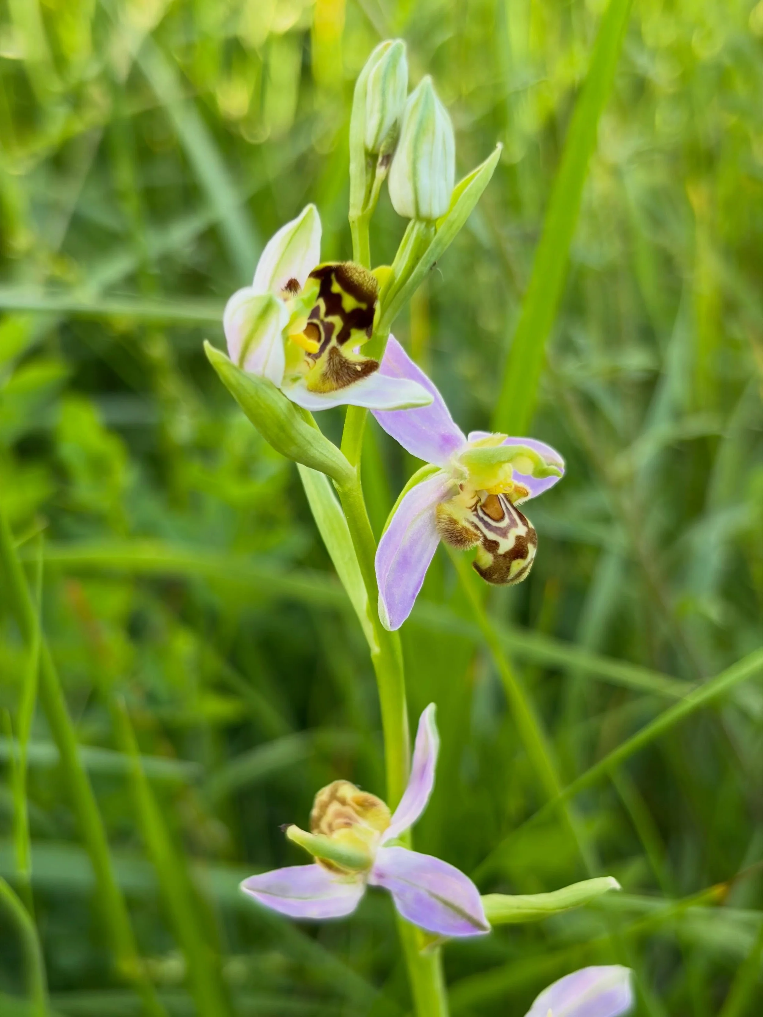 Bee orchid in the front meadow. #lerouch #swfrance #farmhouse #tarnetgaronne