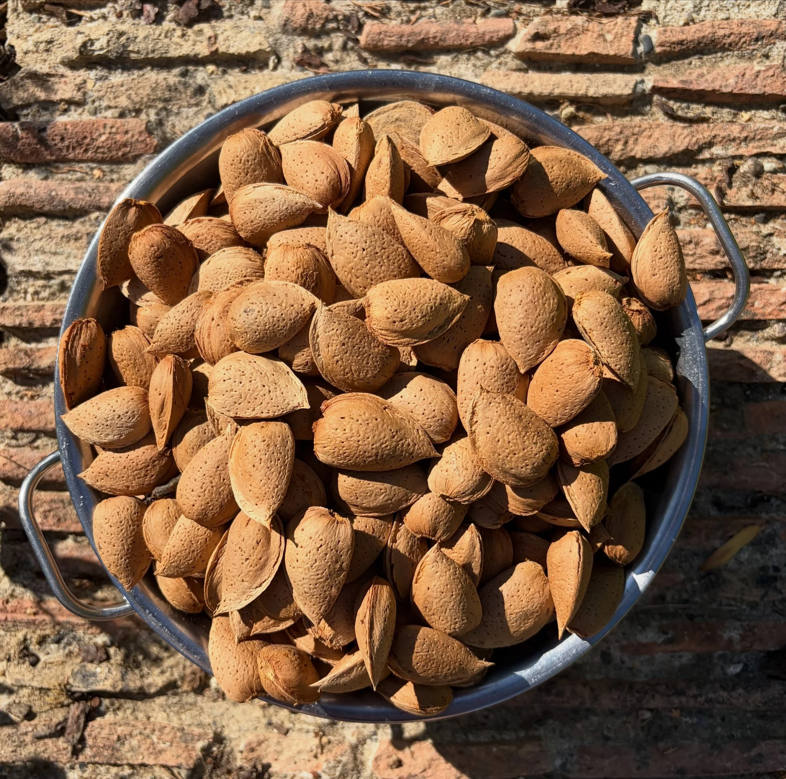 Plenty of almonds this year. #lerouch #brassac #swfrance #farmhouse #tarnetgaronne