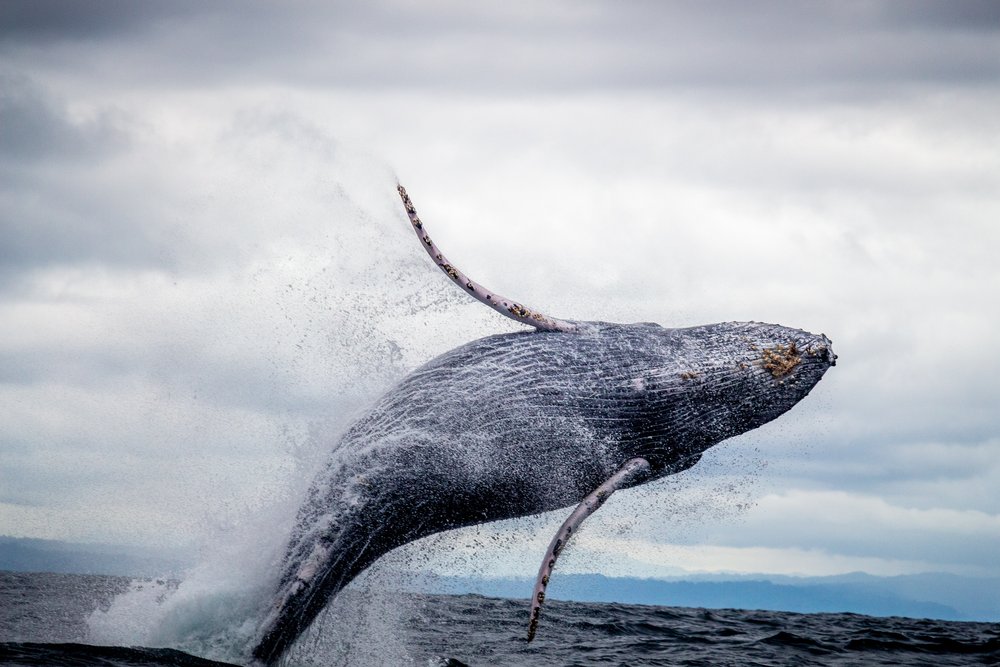 Whales: The Mysteries of the World's Largest Animal — F O R M F L U E N T