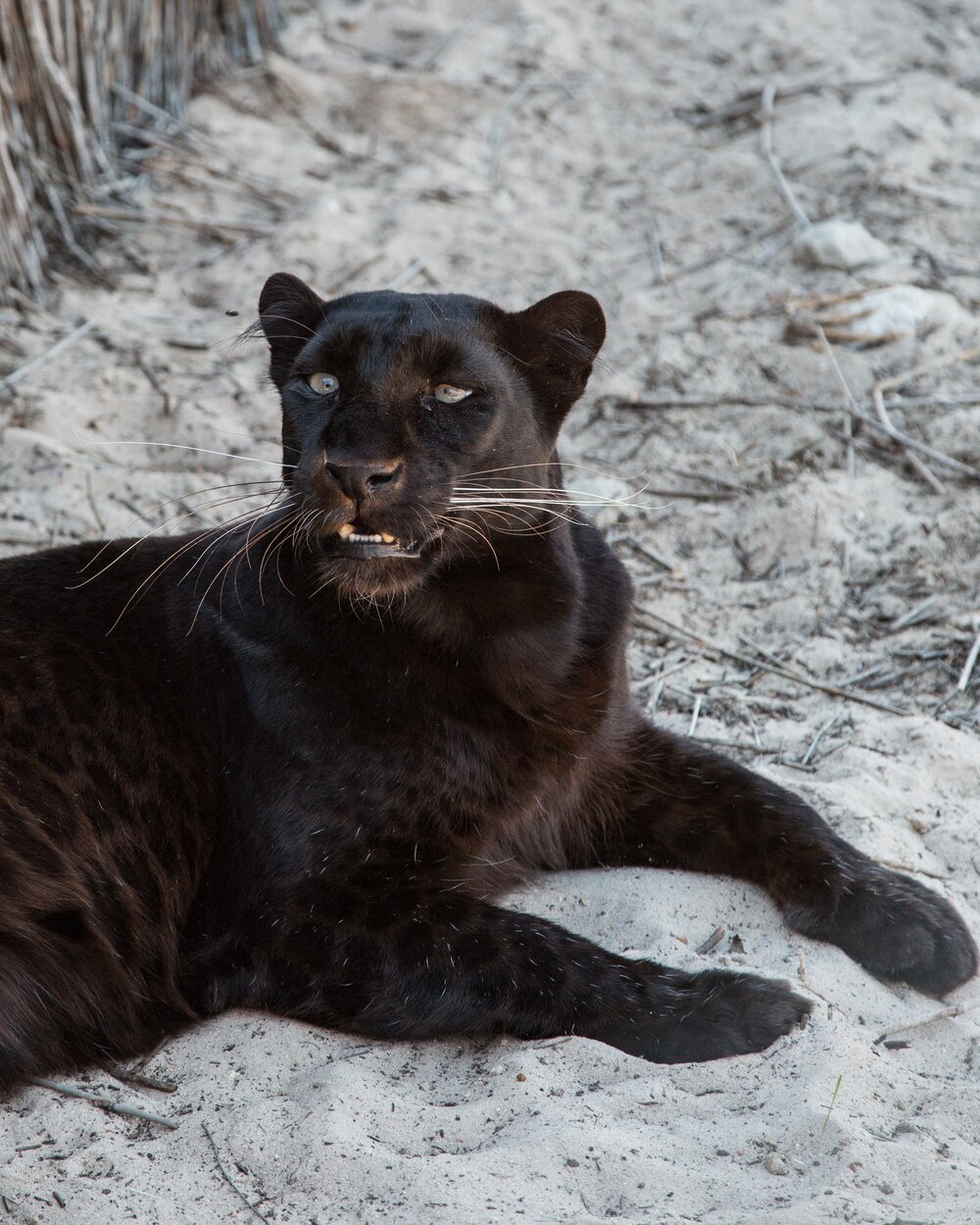 The significance behind the magnificent creature: Black Panthers — F O R M  F L U E N T