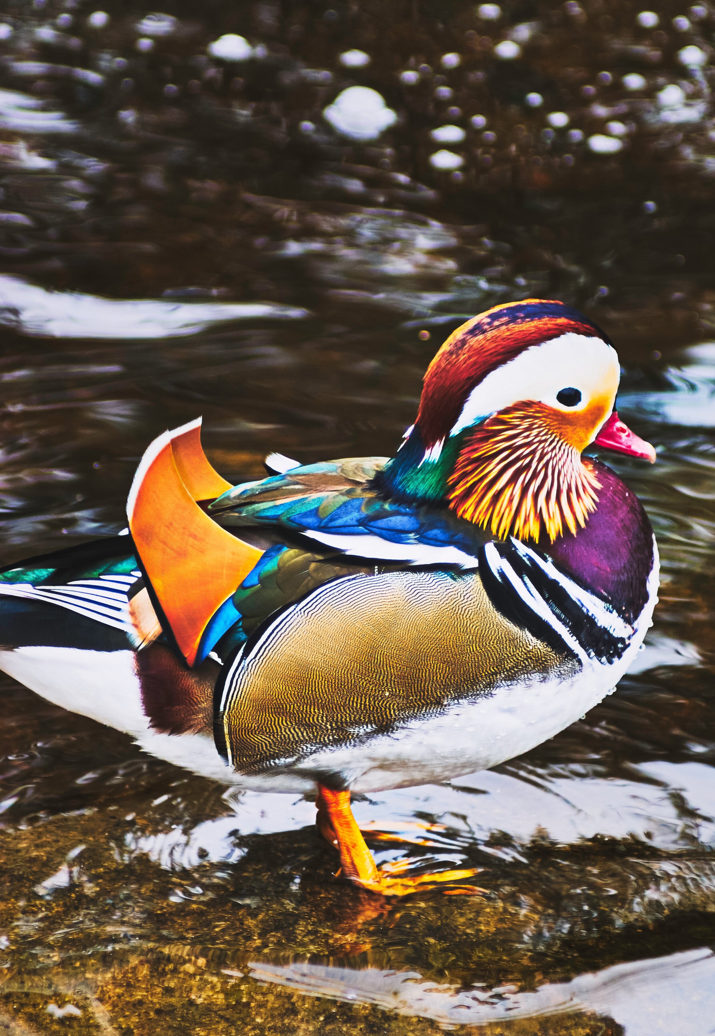 Mandarin ducks: The meaning behind the popular pair — F O R M F L U E N T