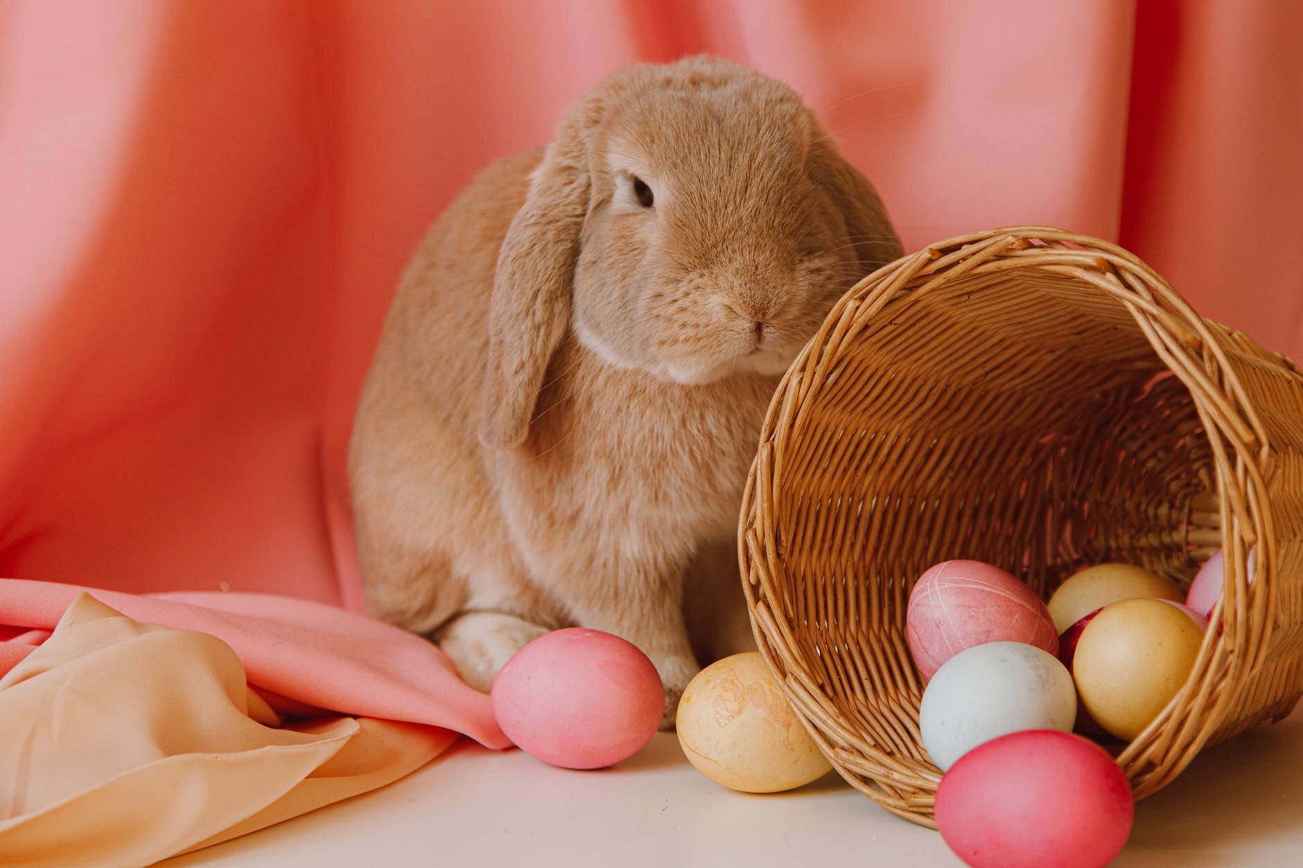 Why bunnies and eggs on easter