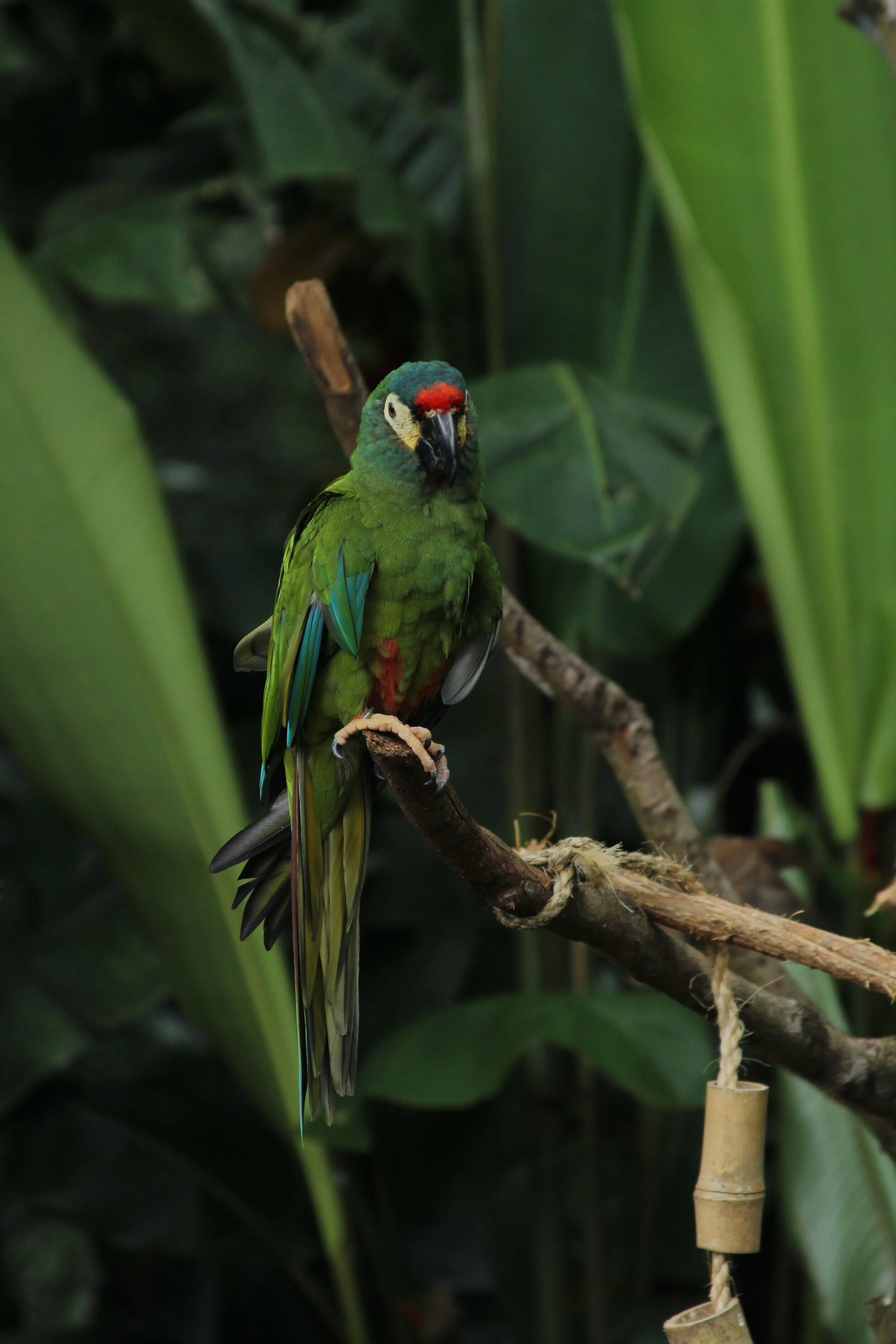 Blog F O R M F L U E N T