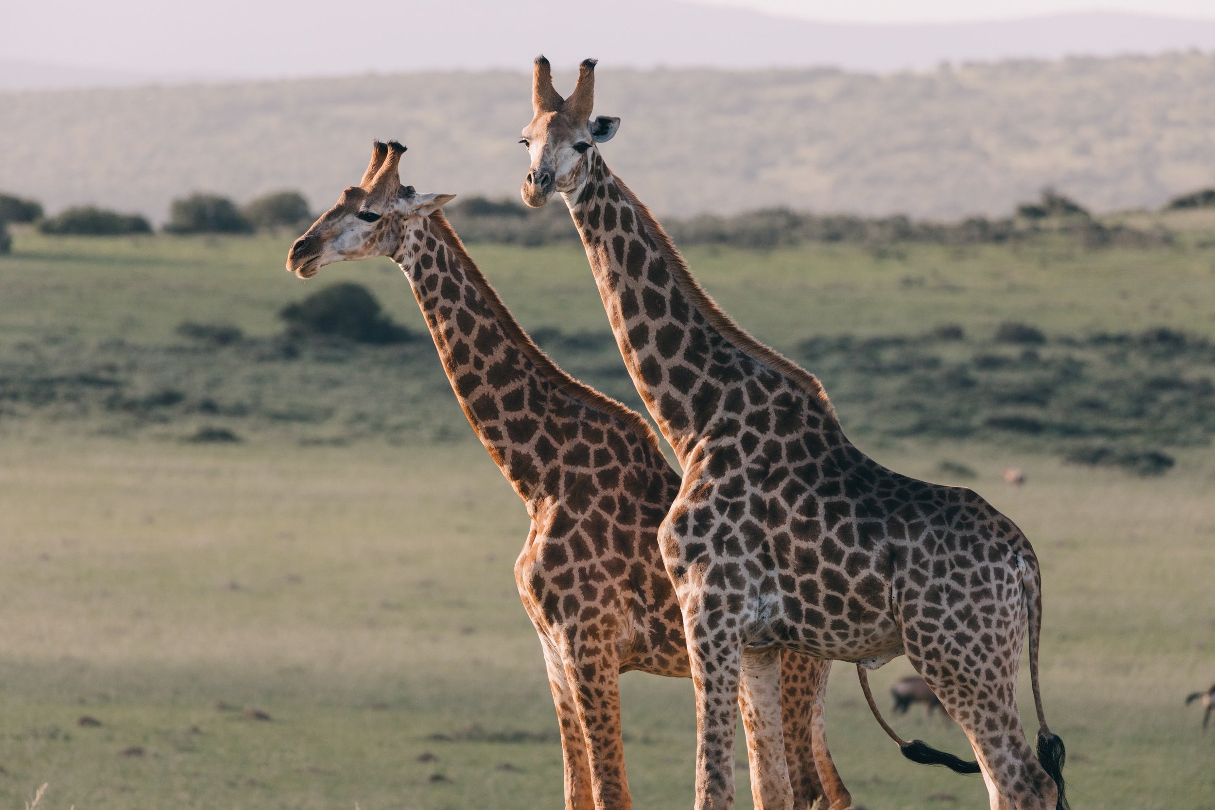 African Icons: 5 Reasons Why We Love Giraffes — F O R M F L U E N T