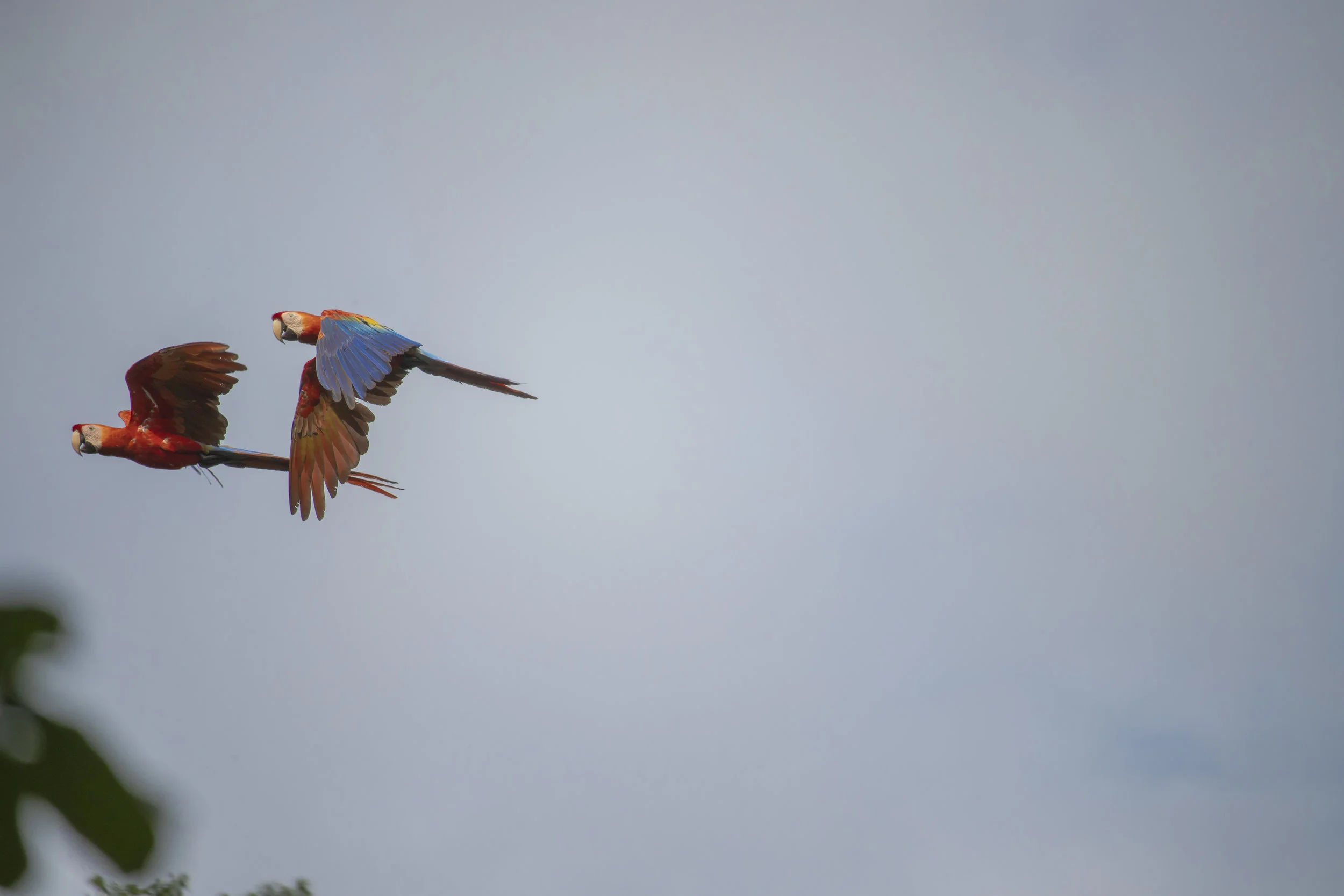 refugio amazonas macaws.jpg