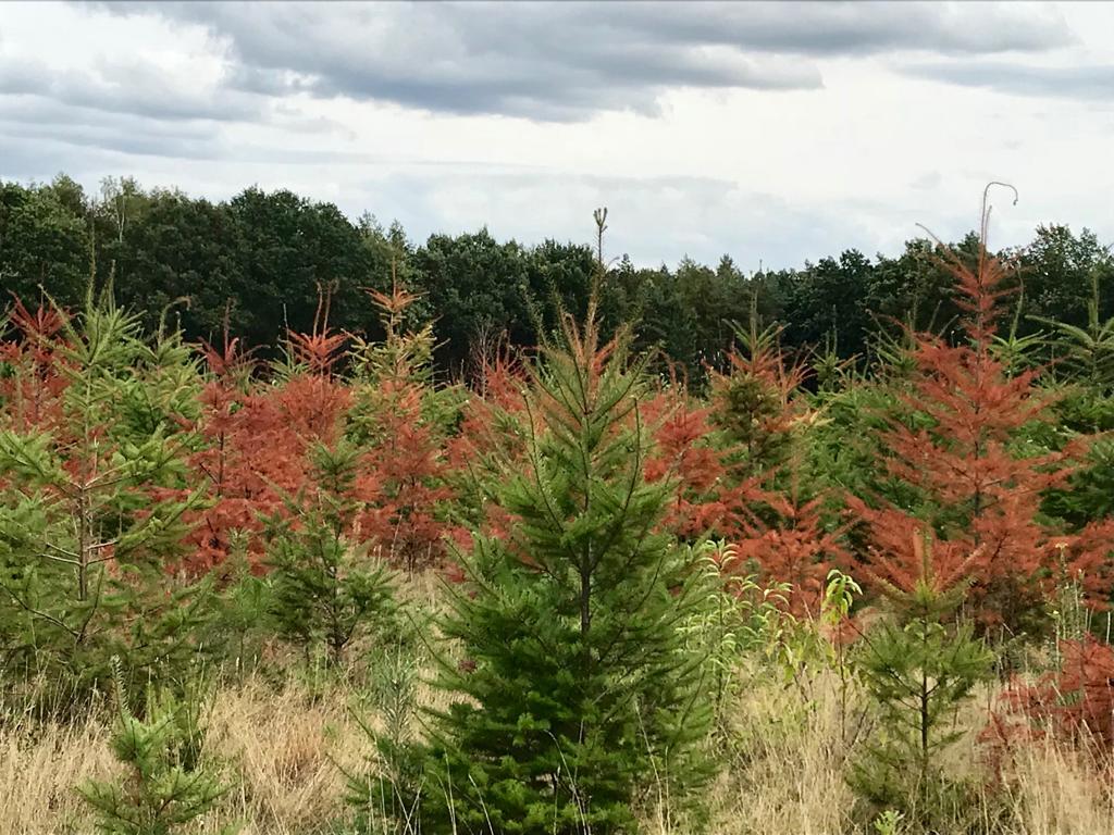 Which tree are you? And which tree do you want to be?
