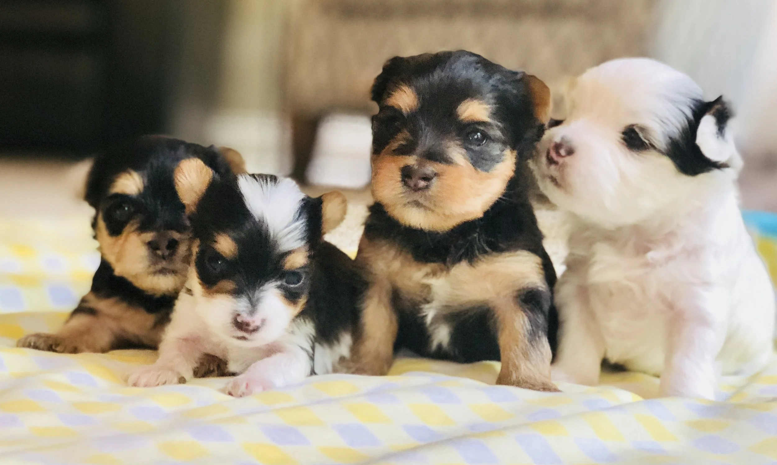 About — Heritage Hill Yorkies