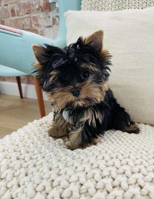 Chocolate Parti Yorkie For Sale Chocolate Parti Yorkies For Sale