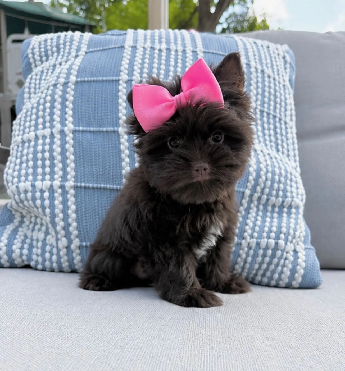 HeritageHillYorkies_Truffle.JPEG