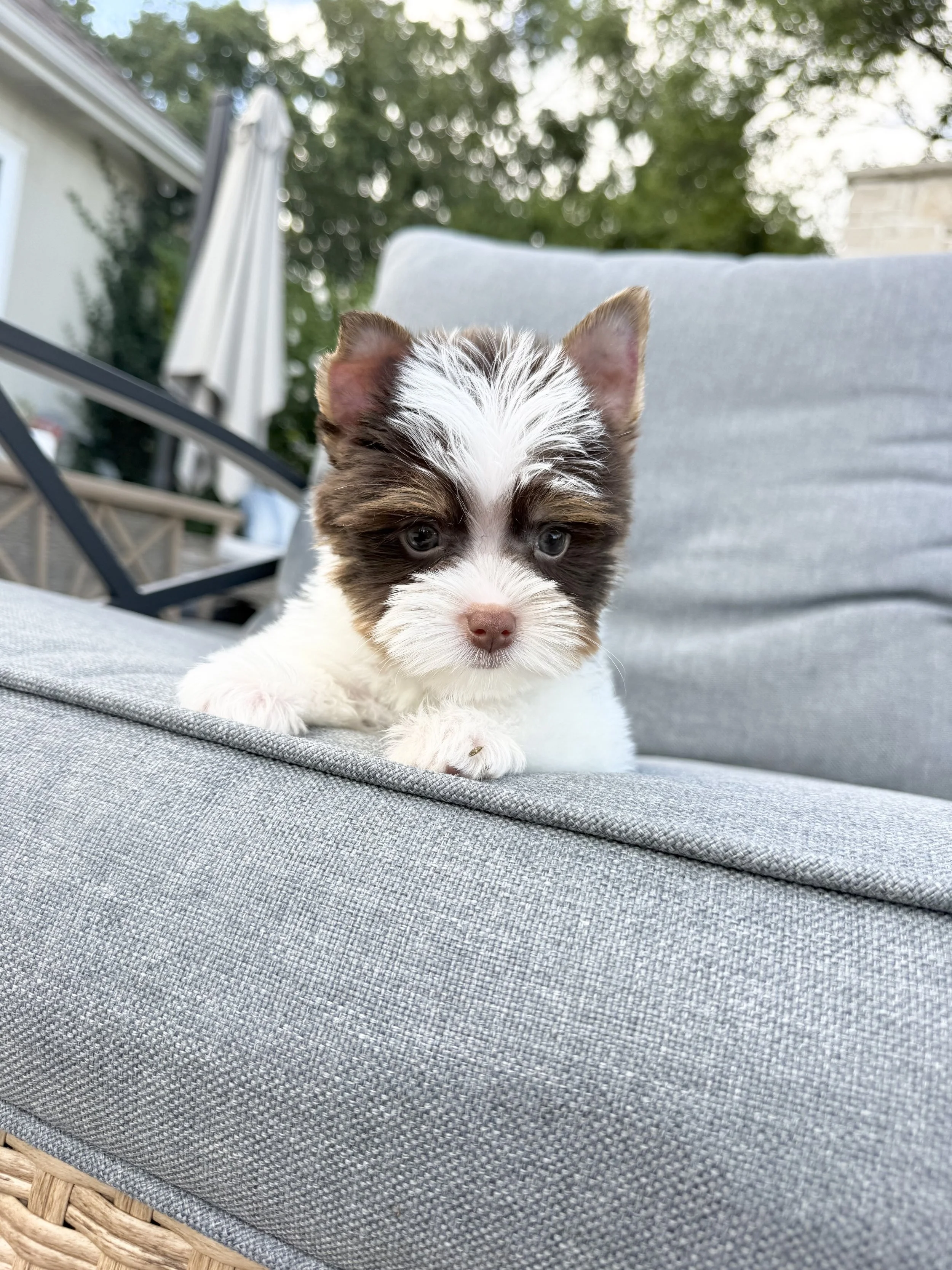 Heritage Hill Biscuit_1.jpg