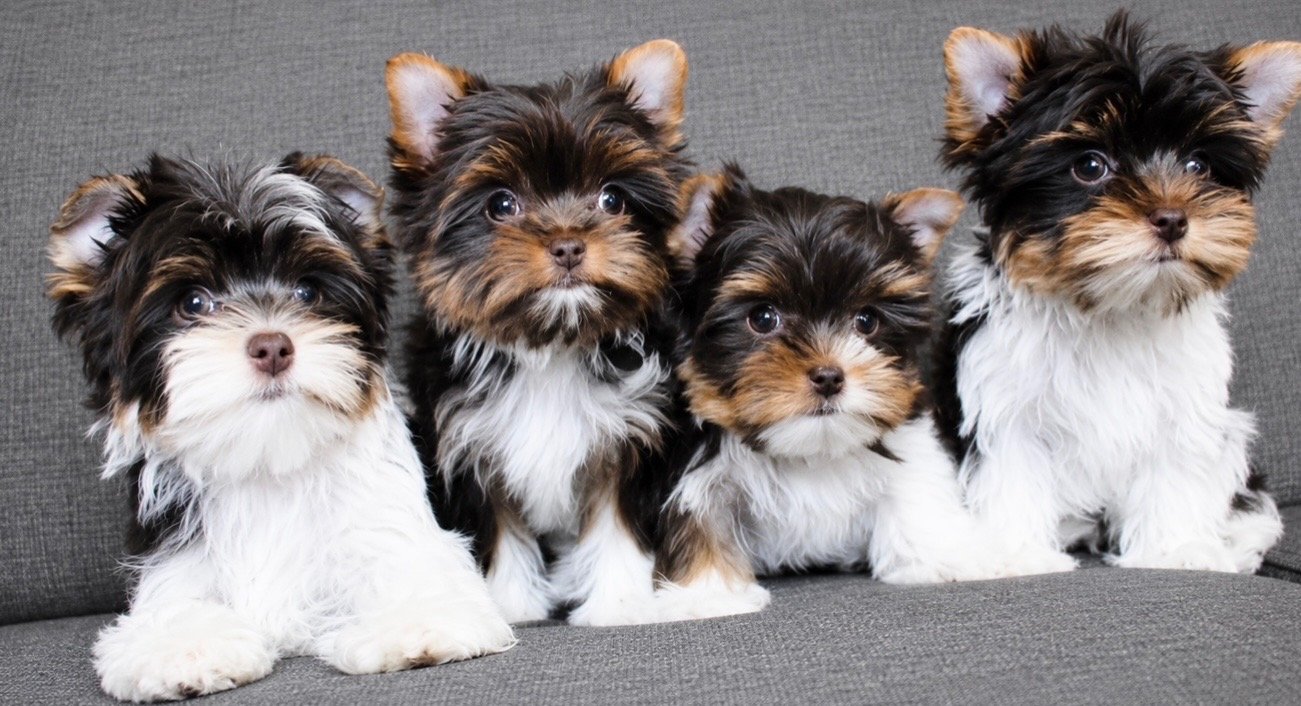 Heritagehillyorkies.jpeg