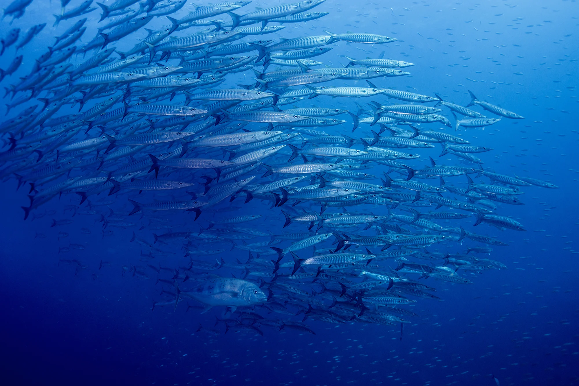 Australia's fish populations in peril
