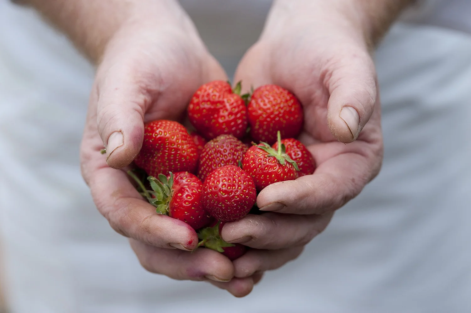 Season’s first tray of South Australian strawberries sold for $17,500 in charity auction