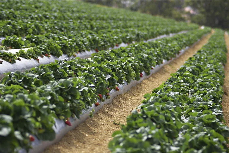 New technology will improve Australian producers’ defence against top biosecurity risk