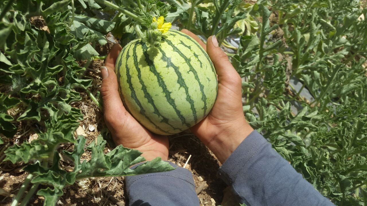 Yoni Yefet Reich, Amutat Kaima Founder