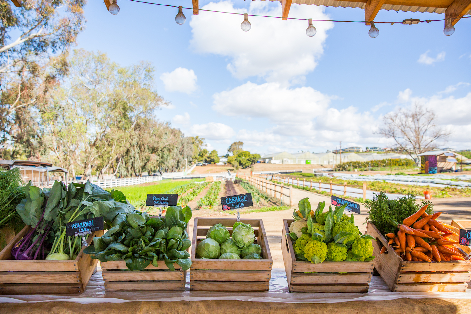 Kesha Dorsey Spoor, Philanthropy and Communications Manager of Coastal Roots Farm