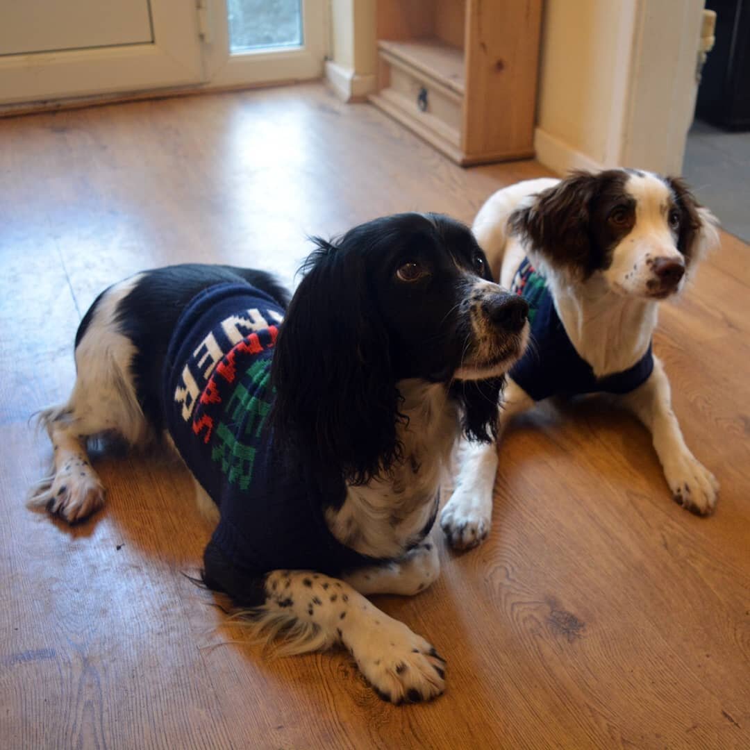 Hope everyone had a lovely and relaxing Christmas🎄❤
&bull;
I could write a lot about 2020... but instead here's us trying to get 2 spaniels to stay still for a Christmassy photo and a yule log I made 😅 
&bull;
Happy holidays and thank you all for t
