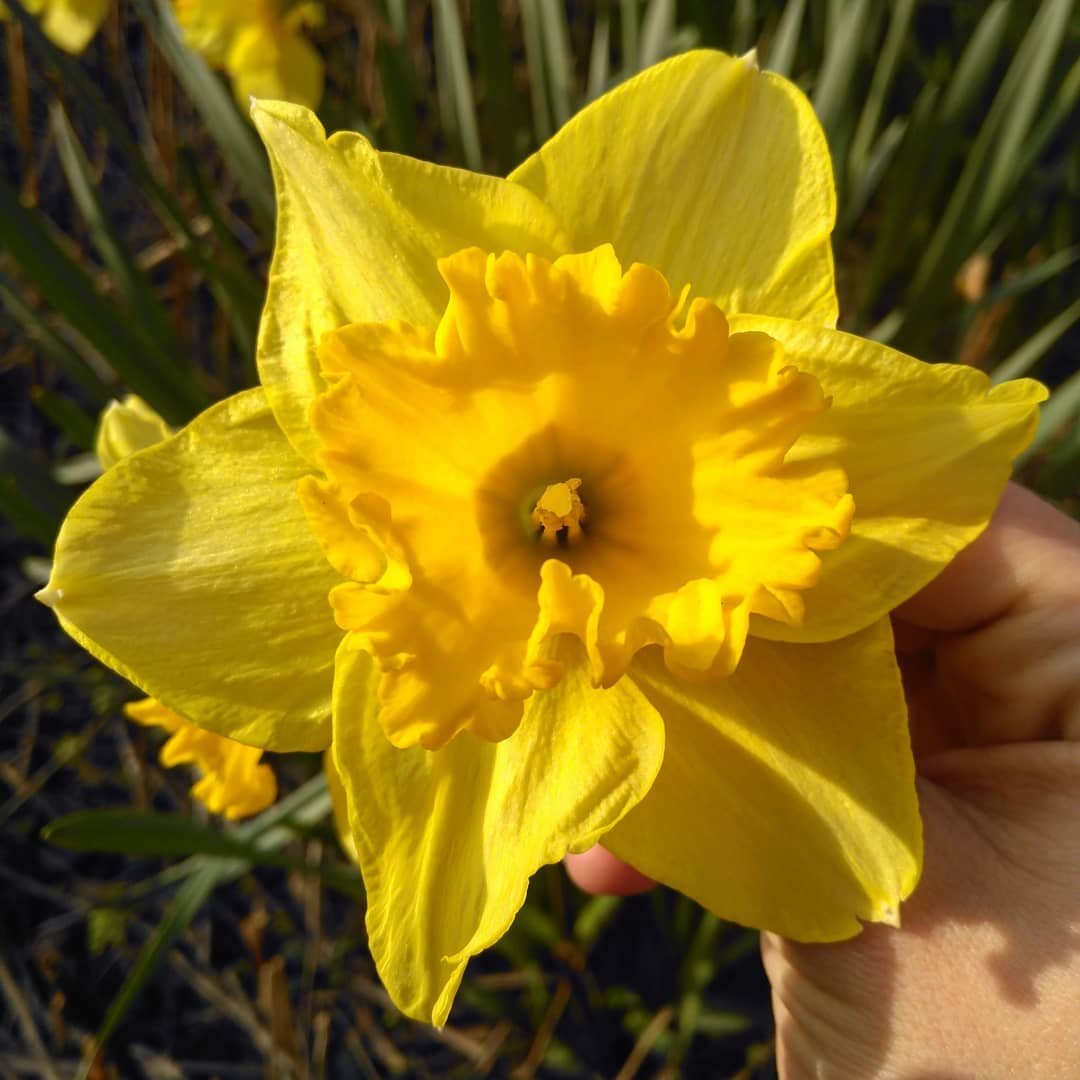 Happy St. David's Day everyone 🏴󠁧󠁢󠁷󠁬󠁳󠁿🌼
&bull;
My lovely grandad was Welsh and the beautiful bright daffodils popping up make me think of him ❤
&bull;
#stdavidsday #daffodils #March #flowergram #Springiscoming #lovedaffodils #Walesneverfails 