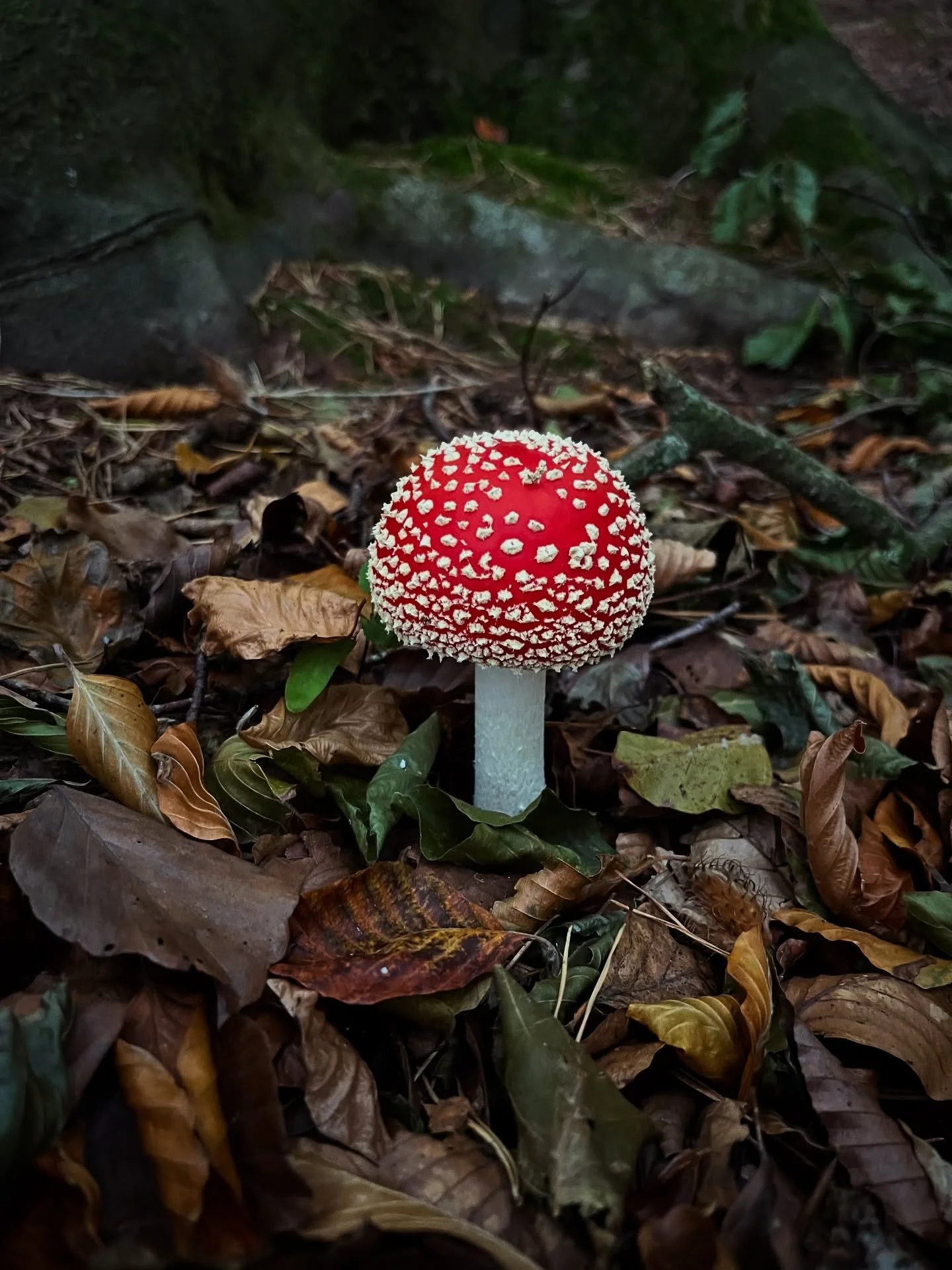 A U T U M N 🍁🍄
&bull;
&bull;
#mushroomseason #autumn2025