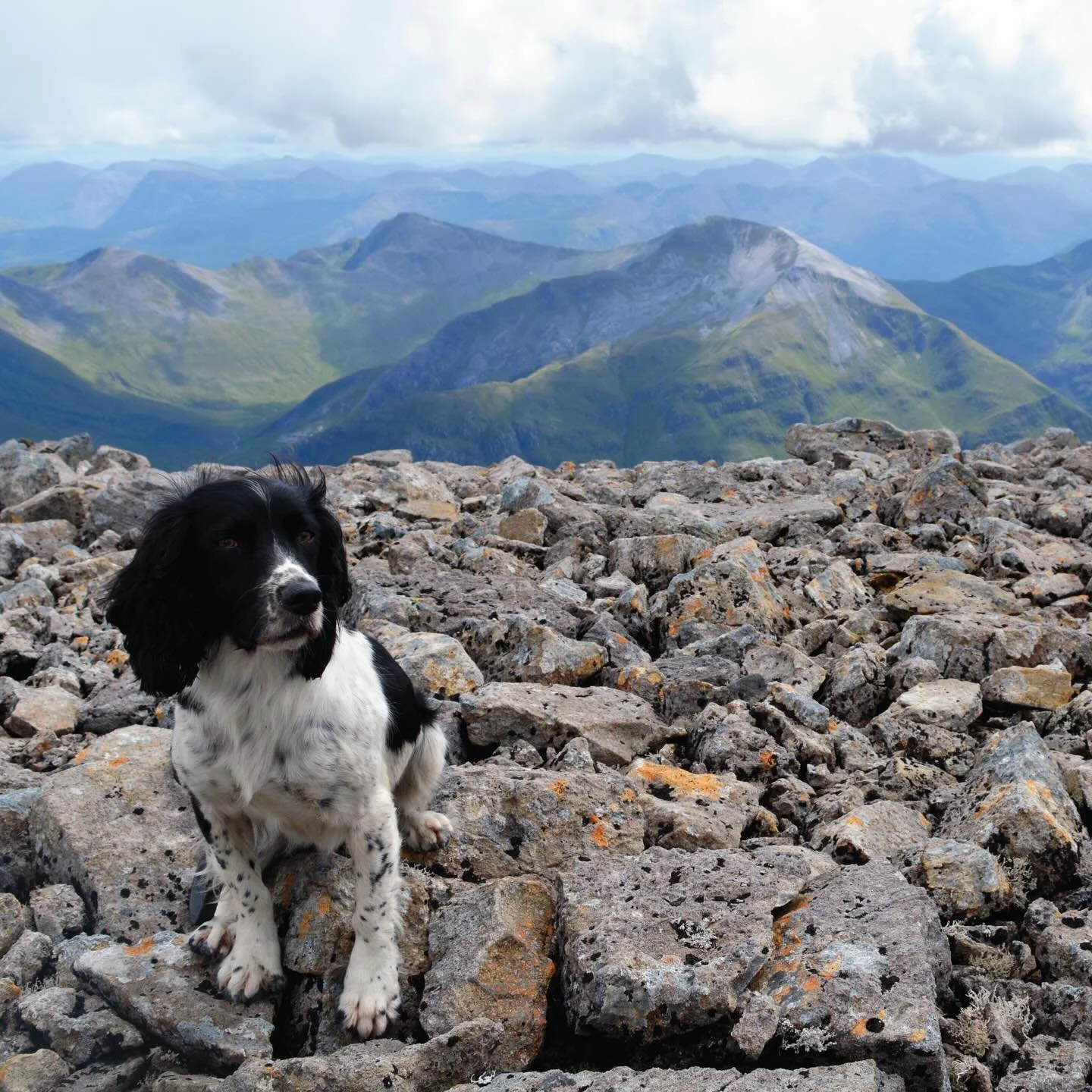 Sad to share we had to say goodnight to our beautiful dog Schnapps last week, just before her 13th birthday 😭

Cancer took her very suddenly and it&rsquo;s hard to believe just a couple of weeks ago she was running around in Scotland with us.

She w