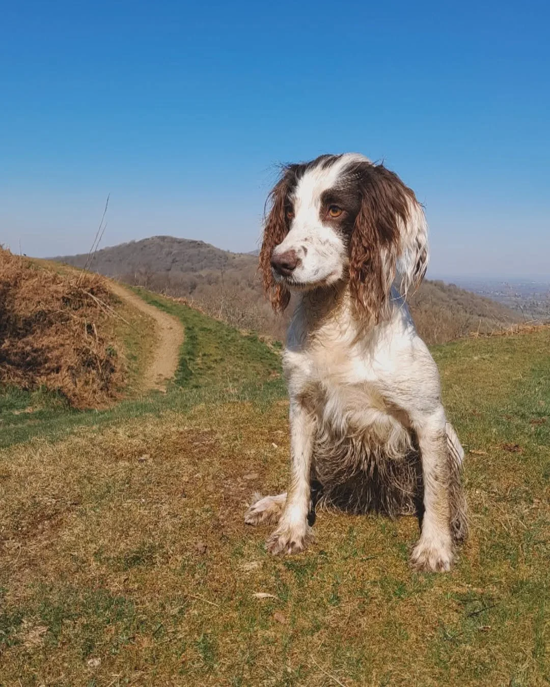 A beautiful day for a morning hills ride with this one 🌞
&bull;
Enjoy guys 💚
&bull;
#traildoglife