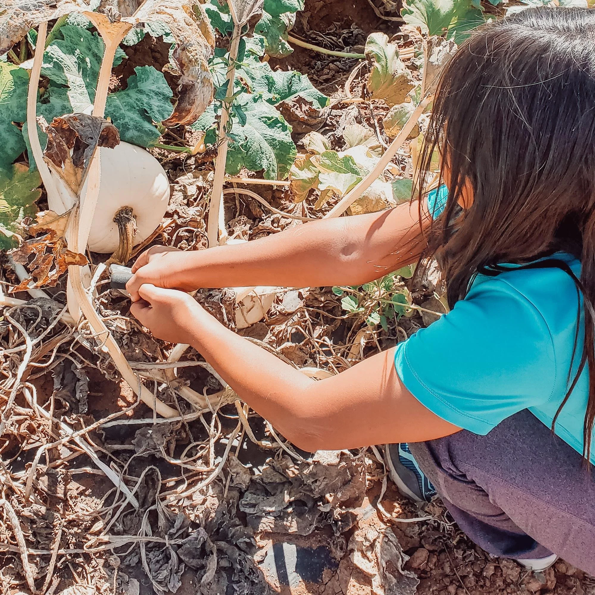 Pumpkin Patch Field Trip - Outdoor Experiential Learning at Sanderling