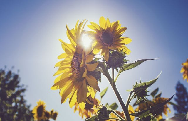 Abiding Hope