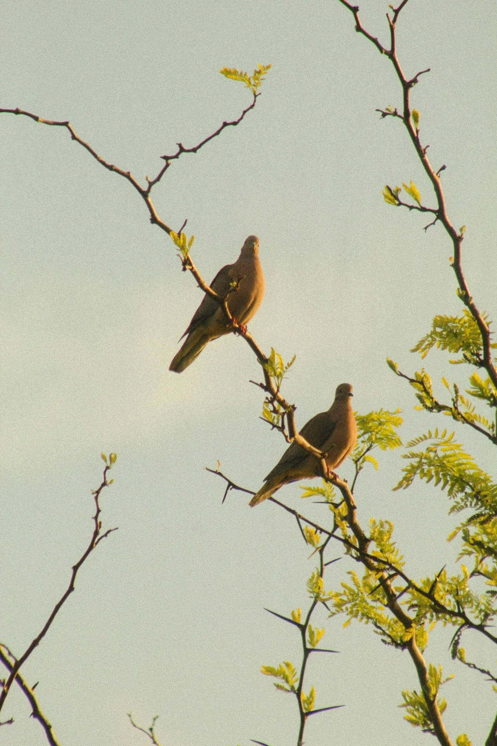 Mourning Doves Coo and Preen