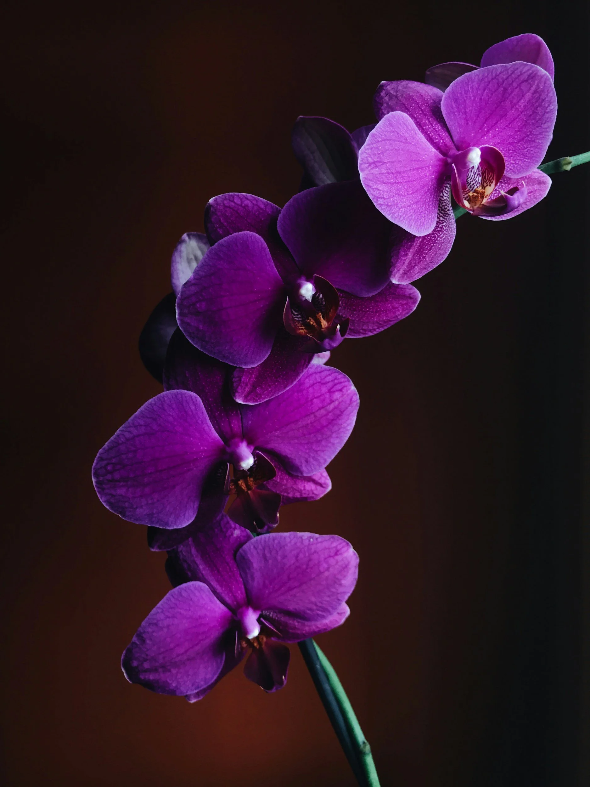 Purple, My Favorite Color