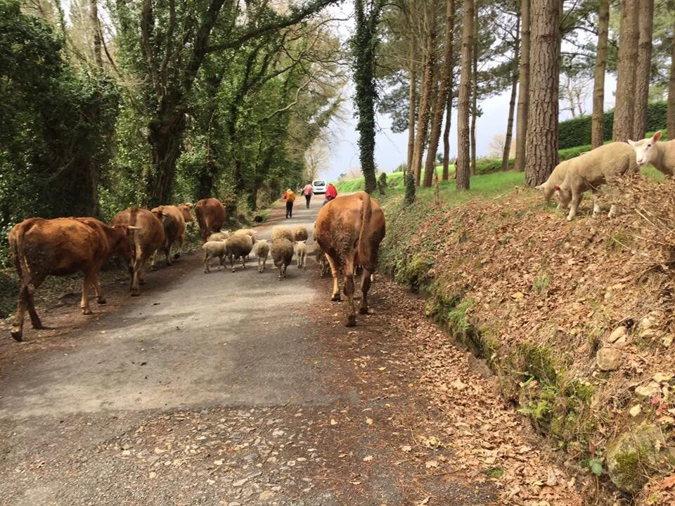 Sarria to Portomarin