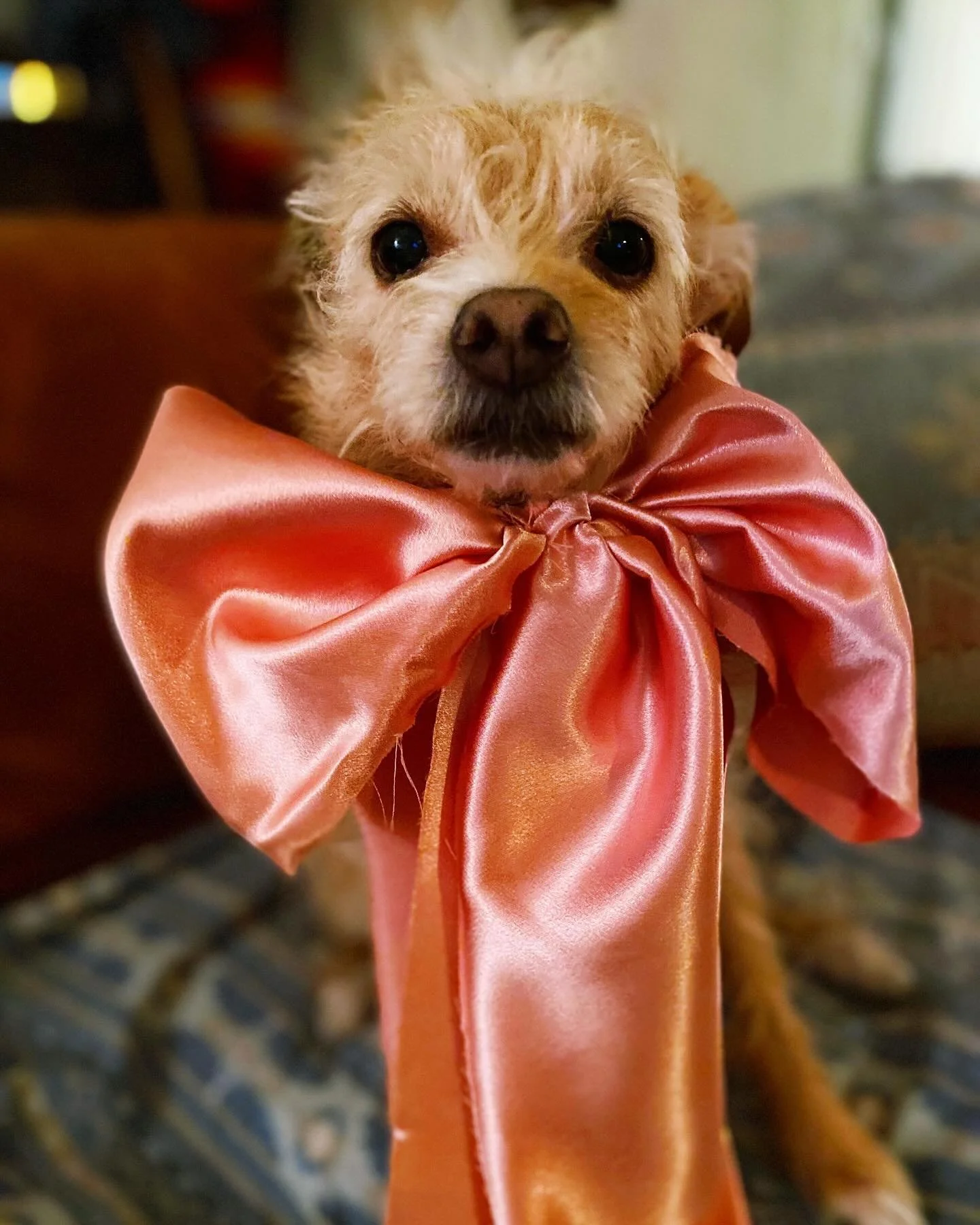 My first little love turns 11 today. I&rsquo;m not crying, you&rsquo;re crying! 🐕💕🎀💝🎂😭😍🥰