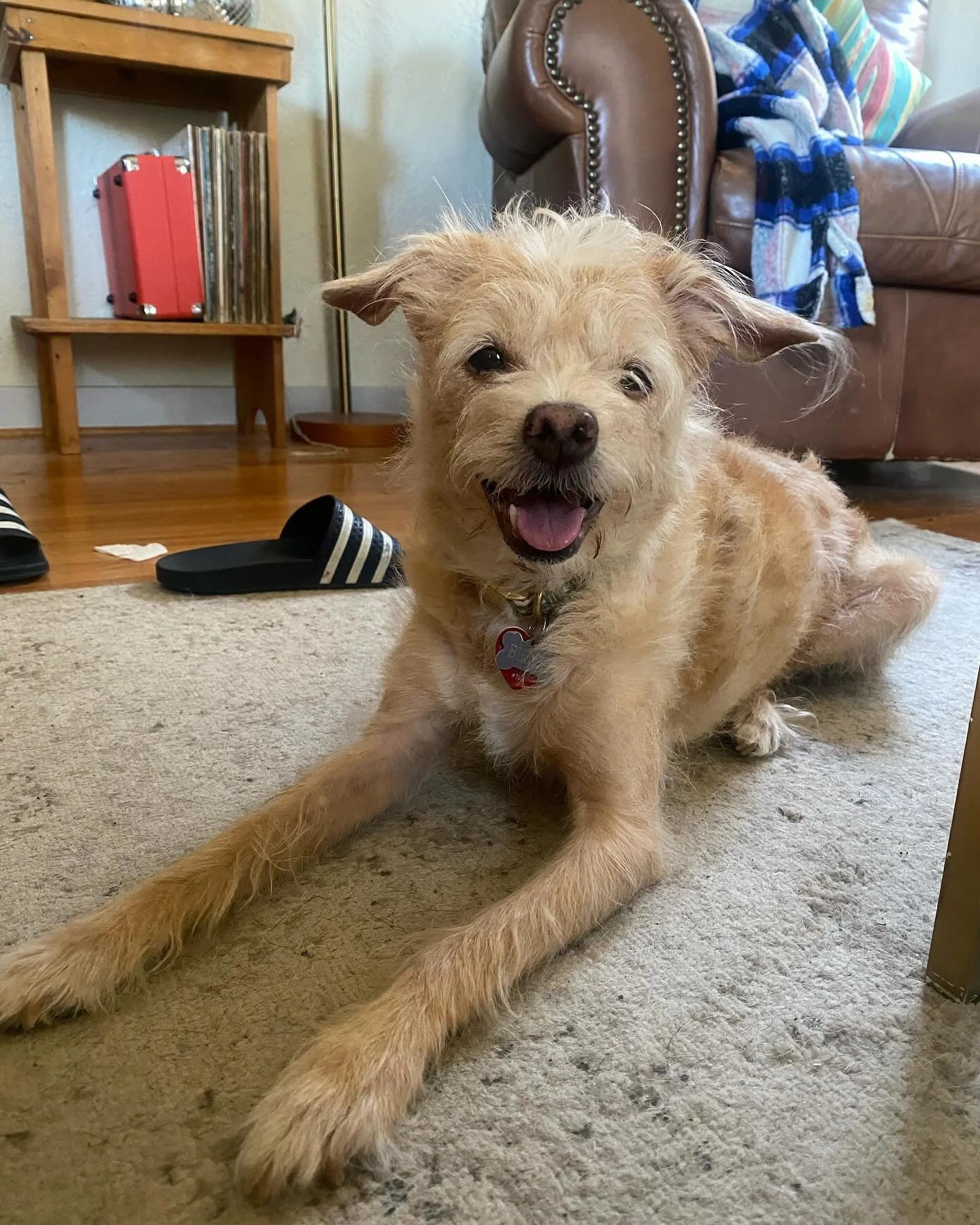 Leaving these punks for Vermont for five days and I&rsquo;m&hellip;. Bare minimum alive.