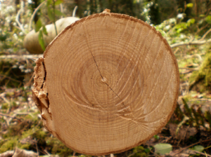 Can you count the rings? Of course, we opted for the less invasive approach.