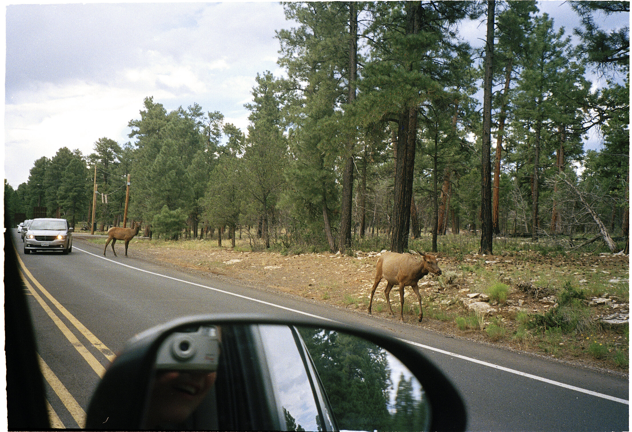 elk??
